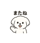 ゆるふわマルチーズのスタンプ（個別スタンプ：16）