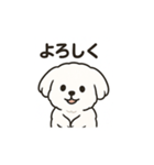 ゆるふわマルチーズのスタンプ（個別スタンプ：19）