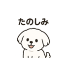 ゆるふわマルチーズのスタンプ（個別スタンプ：22）
