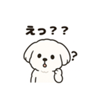 ゆるふわマルチーズのスタンプ（個別スタンプ：23）