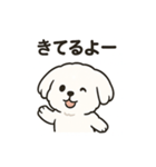 ゆるふわマルチーズのスタンプ（個別スタンプ：30）