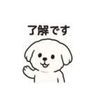 ゆるふわマルチーズのスタンプ（個別スタンプ：31）