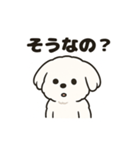 ゆるふわマルチーズのスタンプ（個別スタンプ：36）