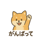ゆるっと使える柴犬スタンプ40種。（個別スタンプ：21）