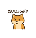 ゆるっと使える柴犬スタンプ40種。（個別スタンプ：34）