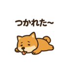 ゆるっと使える柴犬スタンプ40種。（個別スタンプ：35）