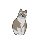 我が家の愛猫ちゃん可愛いスタンプ（個別スタンプ：1）