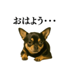 【爆笑】興奮するチワワ＠日常会話（個別スタンプ：1）