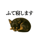 【爆笑】興奮するチワワ＠日常会話（個別スタンプ：2）