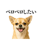 【爆笑】興奮するチワワ＠日常会話（個別スタンプ：7）