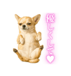 【爆笑】興奮するチワワ＠日常会話（個別スタンプ：8）
