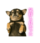 【爆笑】興奮するチワワ＠日常会話（個別スタンプ：9）
