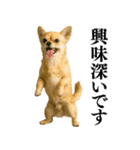 【爆笑】興奮するチワワ＠日常会話（個別スタンプ：10）