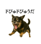 【爆笑】興奮するチワワ＠日常会話（個別スタンプ：12）