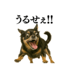 【爆笑】興奮するチワワ＠日常会話（個別スタンプ：13）