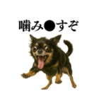 【爆笑】興奮するチワワ＠日常会話（個別スタンプ：14）