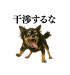 【爆笑】興奮するチワワ＠日常会話（個別スタンプ：15）