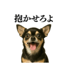 【爆笑】興奮するチワワ＠日常会話（個別スタンプ：16）