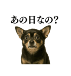 【爆笑】興奮するチワワ＠日常会話（個別スタンプ：17）