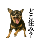 【爆笑】興奮するチワワ＠日常会話（個別スタンプ：18）