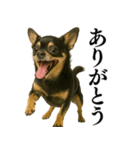 【爆笑】興奮するチワワ＠日常会話（個別スタンプ：19）