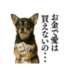 【爆笑】興奮するチワワ＠日常会話（個別スタンプ：20）