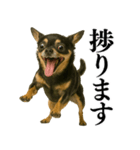 【爆笑】興奮するチワワ＠日常会話（個別スタンプ：21）
