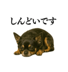 【爆笑】興奮するチワワ＠日常会話（個別スタンプ：22）
