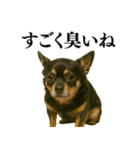 【爆笑】興奮するチワワ＠日常会話（個別スタンプ：25）