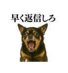 【爆笑】興奮するチワワ＠日常会話（個別スタンプ：26）