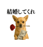 【爆笑】興奮するチワワ＠日常会話（個別スタンプ：28）