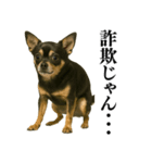 【爆笑】興奮するチワワ＠日常会話（個別スタンプ：29）