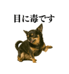 【爆笑】興奮するチワワ＠日常会話（個別スタンプ：30）
