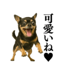【爆笑】興奮するチワワ＠日常会話（個別スタンプ：31）