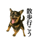 【爆笑】興奮するチワワ＠日常会話（個別スタンプ：32）