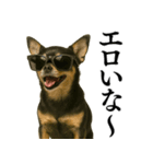 【爆笑】興奮するチワワ＠日常会話（個別スタンプ：33）