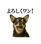 【爆笑】興奮するチワワ＠日常会話（個別スタンプ：34）