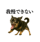 【爆笑】興奮するチワワ＠日常会話（個別スタンプ：35）