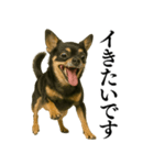 【爆笑】興奮するチワワ＠日常会話（個別スタンプ：36）