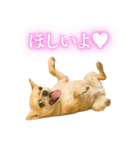 【爆笑】興奮するチワワ＠日常会話（個別スタンプ：37）