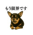 【爆笑】興奮するチワワ＠日常会話（個別スタンプ：38）