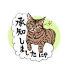 にゃんズからの優しい言葉（個別スタンプ：5）