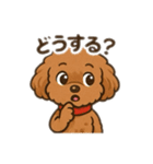 一日中使えるトイプードル基本の会話集（個別スタンプ：12）