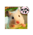 ハムスターと弓道が好き（個別スタンプ：1）