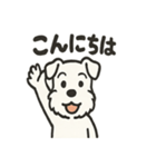 真っ白シュナの毎日スタンプ（個別スタンプ：1）