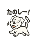 真っ白シュナの毎日スタンプ（個別スタンプ：4）