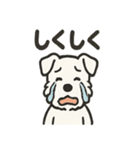 真っ白シュナの毎日スタンプ（個別スタンプ：8）
