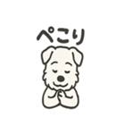 真っ白シュナの毎日スタンプ（個別スタンプ：10）