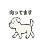 真っ白シュナの毎日スタンプ（個別スタンプ：29）