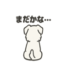 真っ白シュナの毎日スタンプ（個別スタンプ：33）